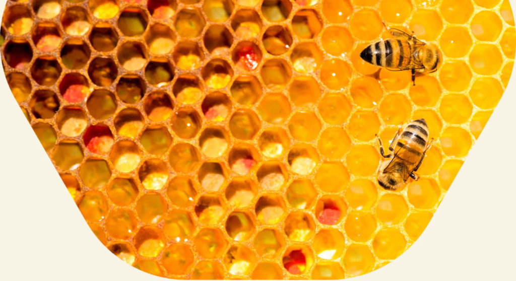 APIorganic, sucre granulé pour abeilles