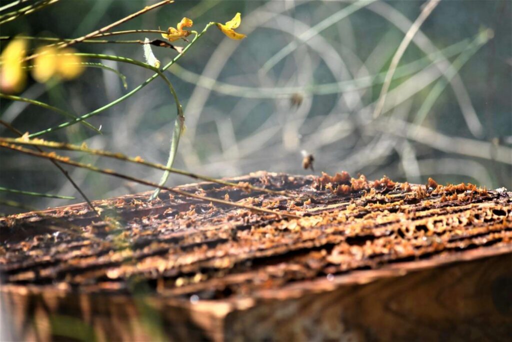 Voici une ruche recouverte de Propolis sur les cadres. Photo prise sur Les Ruchers De Mathieu