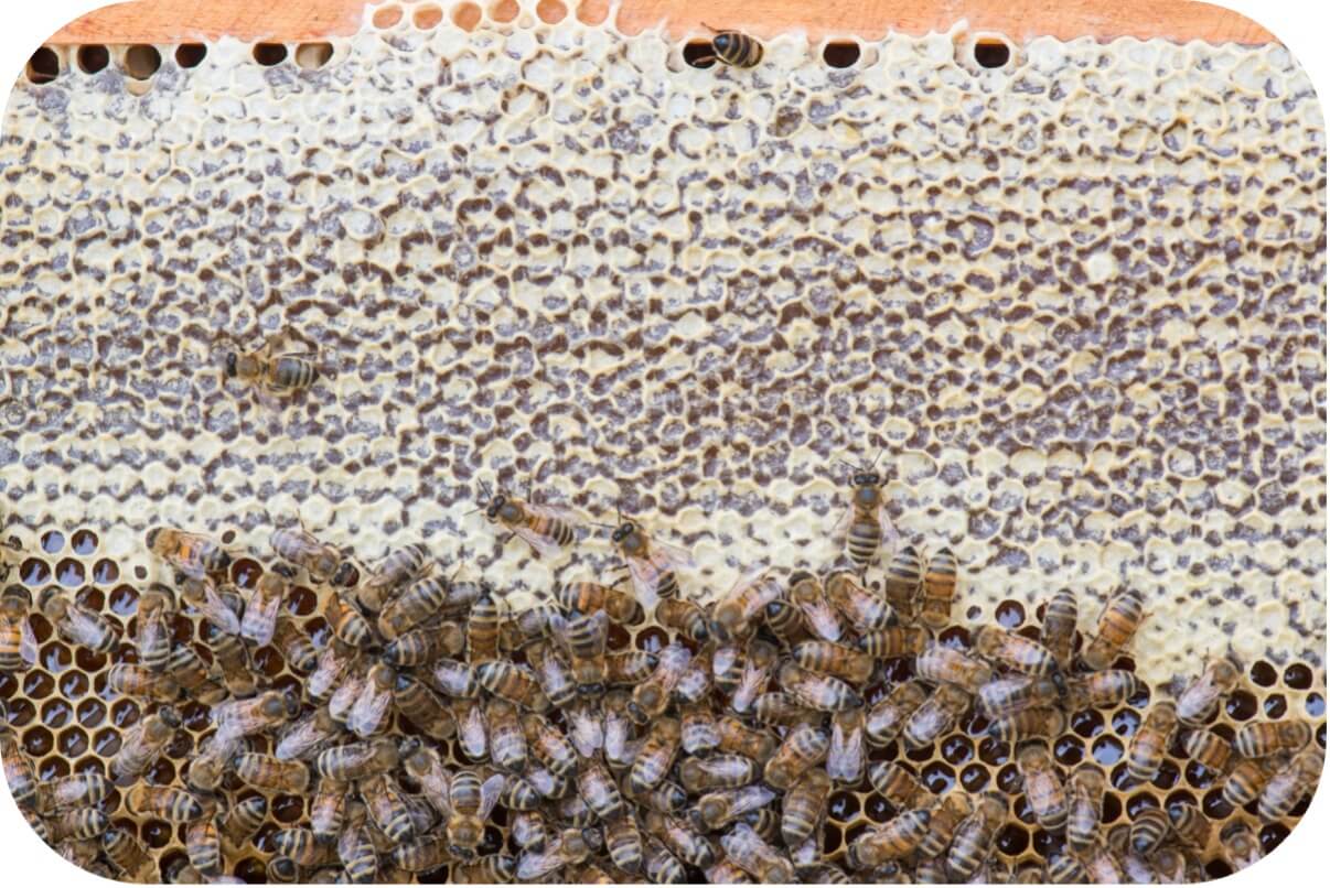 (Oben verdeckelter Honigrahmen, der auf der Ebene der Bienen noch Nektar enthält)