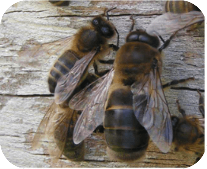 (Ein Drohn rechts neben einer Biene)