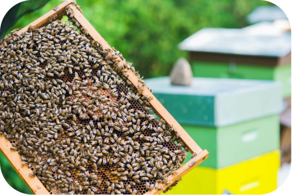 Cadre occupé par beaucoup d’abeilles