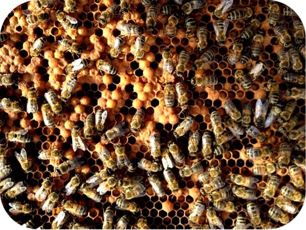 Drohenbrut, was auf einen männlichen Bienenstock hinweist