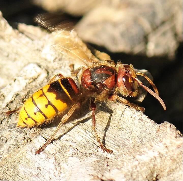 European hornet recognisable from its red head