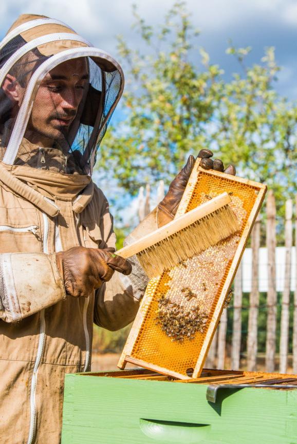 Utilisation de la brosse pour enlever les dernières abeilles.